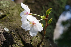 お出かけ(226)-4（桜@杉戸西近隣公園）