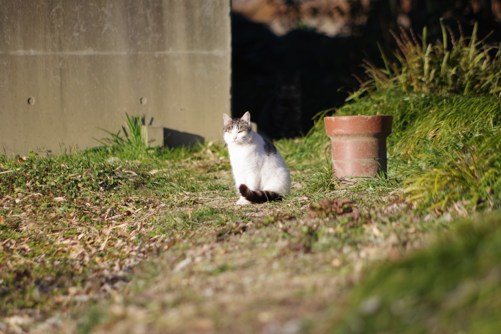 お写ん歩(59)-1（野良？猫's）