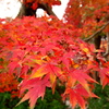 お出かけ(57)-1（紅葉＠清水公園）