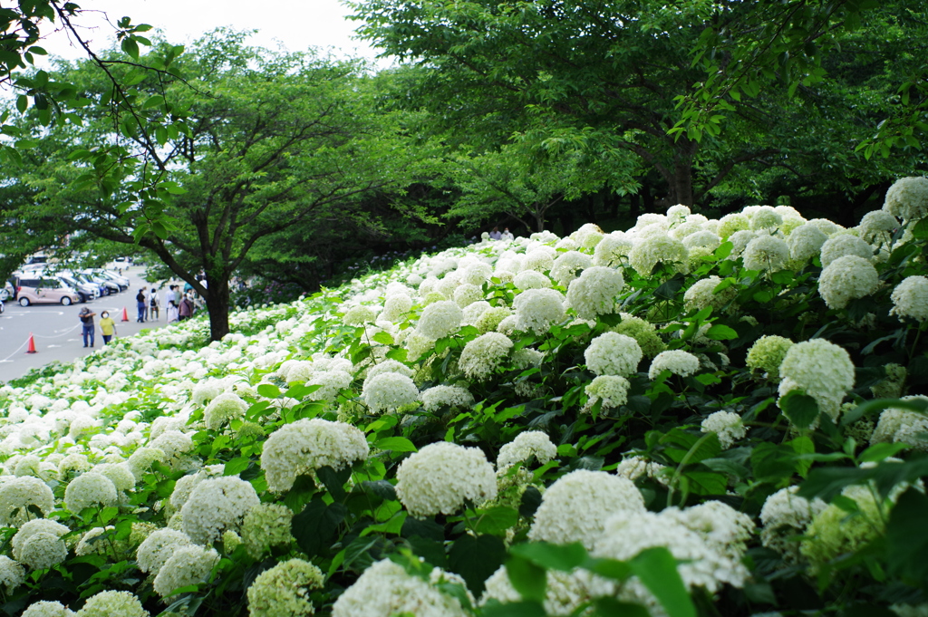 お出かけ(90)-3（紫陽花@幸手権現堂桜堤）