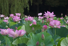 お出かけ(249)-2（花蓮@古河公方公園）