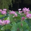 お出かけ(249)-2（花蓮@古河公方公園）