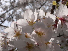 お写ん歩(120)-1（桜）