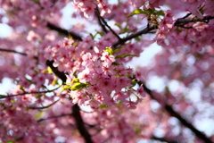 お出かけ(224)-1（河津桜@県営権現堂公園）