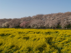 お出かけ(227)-1（桜×菜の花@県営権現堂公園）