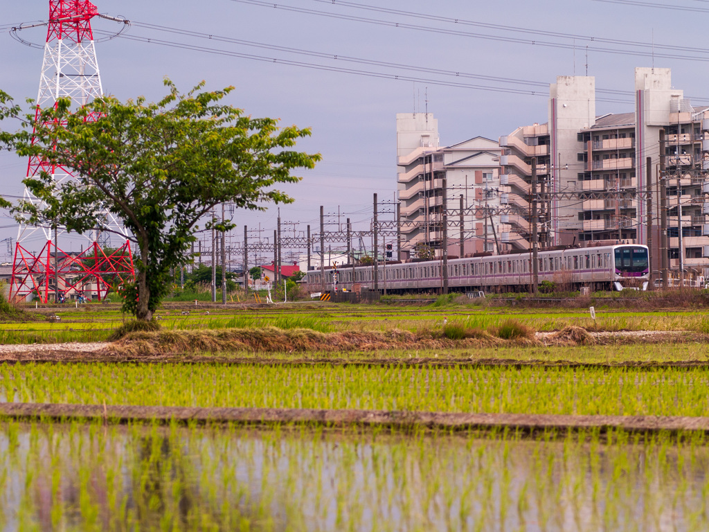 お写ん歩(97)-1（水田×電車）