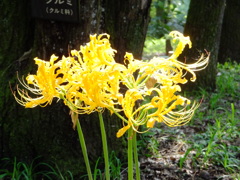お出かけ(173)-1（彼岸花@巾着田曼珠沙華公園）