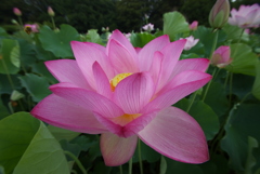 お出かけ(249)-1（花蓮@古河公方公園）