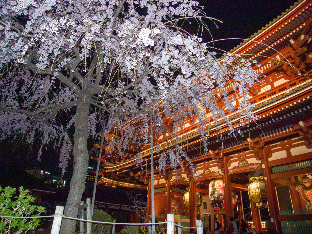 お写ん歩(79)-1（桜×浅草寺）