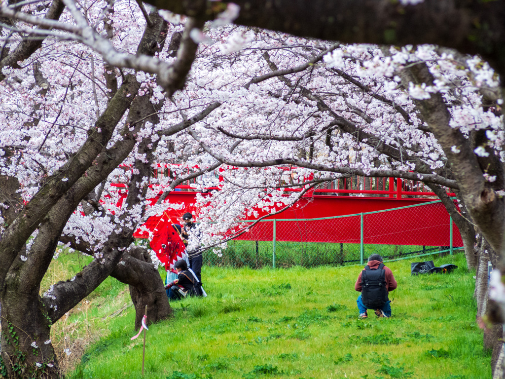 お写ん歩(80)-2（桜）