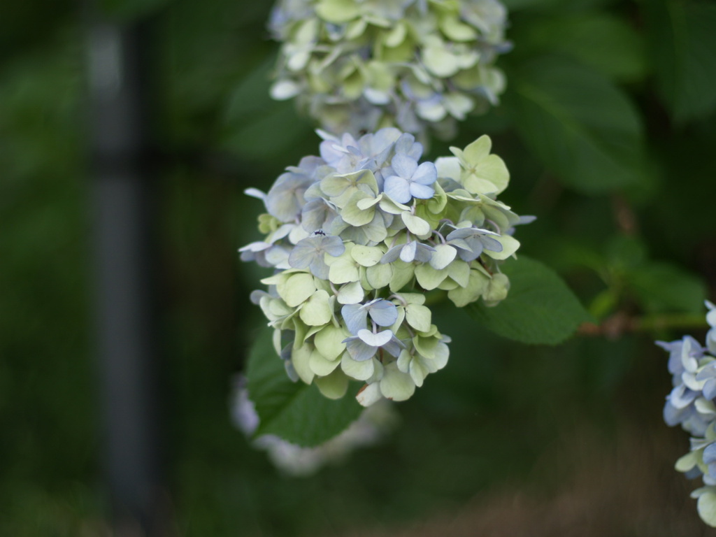 紫陽花