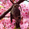 お出かけ(71)-1（河津桜@青毛堀川）