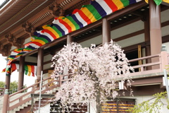お出かけ(228)-2（桜@西新井大師 總持寺）