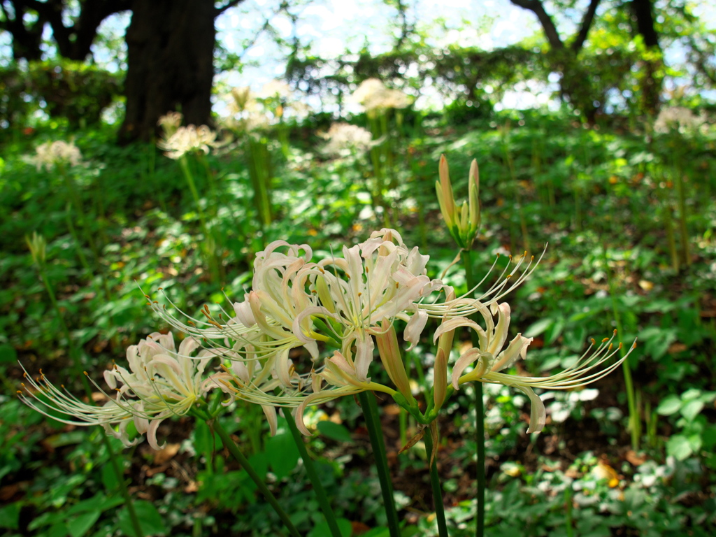 お出かけ(36)-2（白い彼岸花@県営権現堂公園）