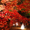 お出かけ(56)-1（紅葉＠森林公園）