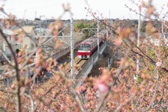 お出かけ(215)-1（河津桜×電車@小松ヶ池公園）