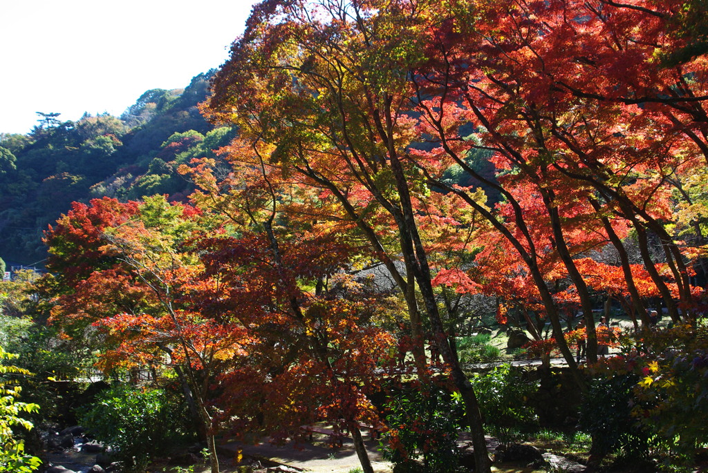 お出かけ(197)-1（紅葉@熱海梅園）