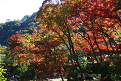 お出かけ(197)-1（紅葉@熱海梅園）