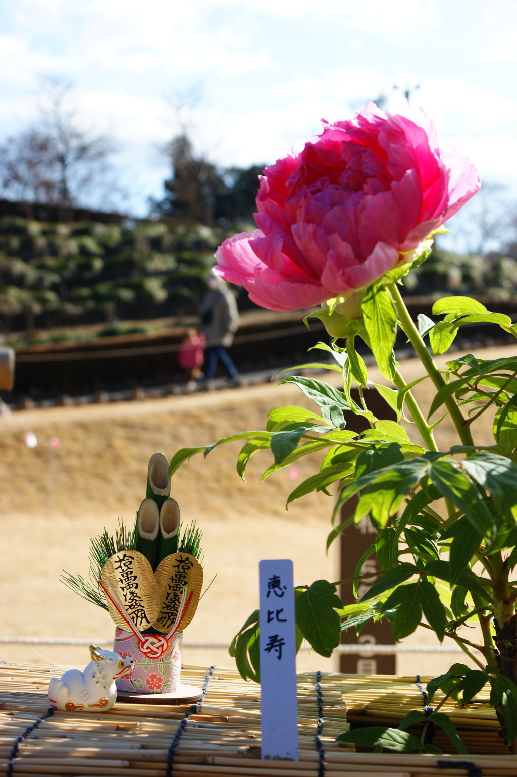 お出かけ(124)-1（牡丹@東松山ぼたん園）