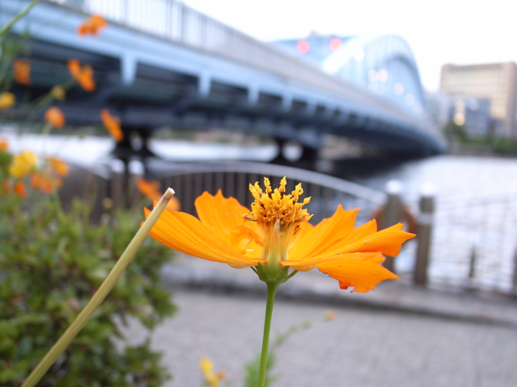 花と橋
