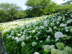 お出かけ(248)-2（紫陽花@幸手権現堂桜堤）