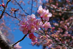 お出かけ(220)-3（河津桜@県営権現堂公園）