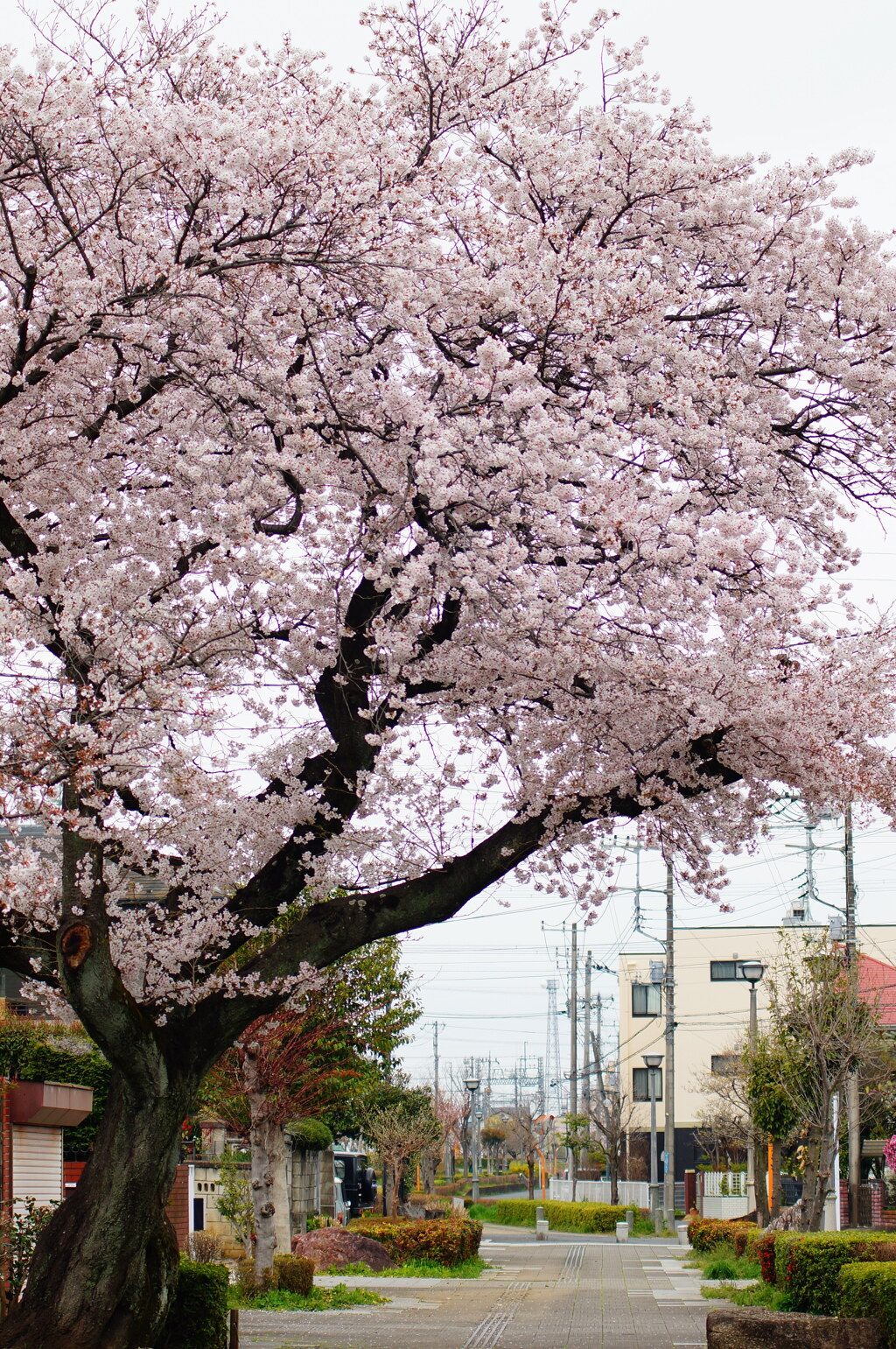 お写ん歩(84)-1（近所の桜）