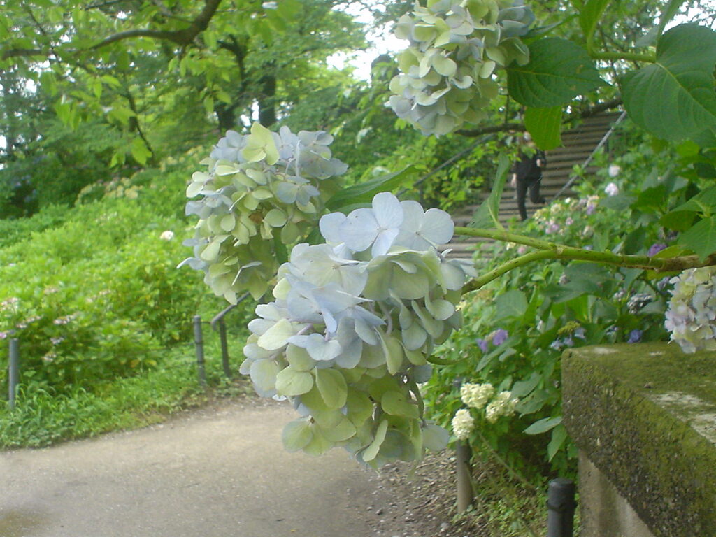 紫陽花
