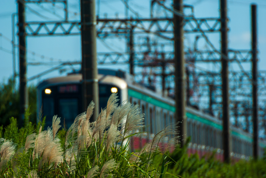 お写ん歩(5)-6（ススキ×電車）