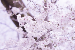 お出かけ(226)-1（桜@鷲宮神社）