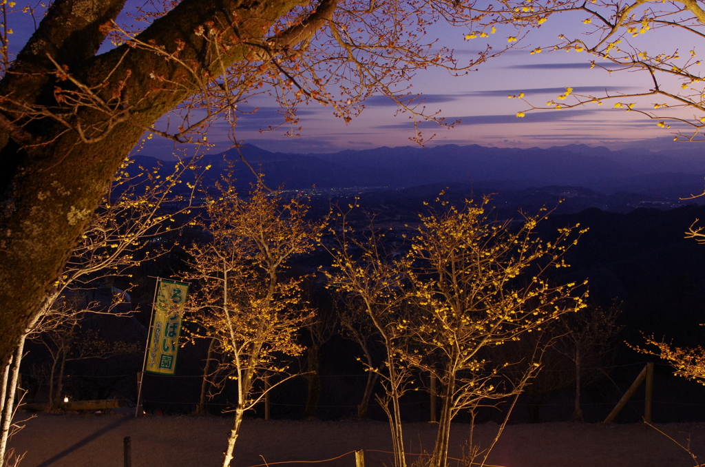 お出かけ(214)-1（蝋梅×夜景@宝登山）