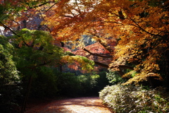 お出かけ(200)-1（紅葉@清水公園）