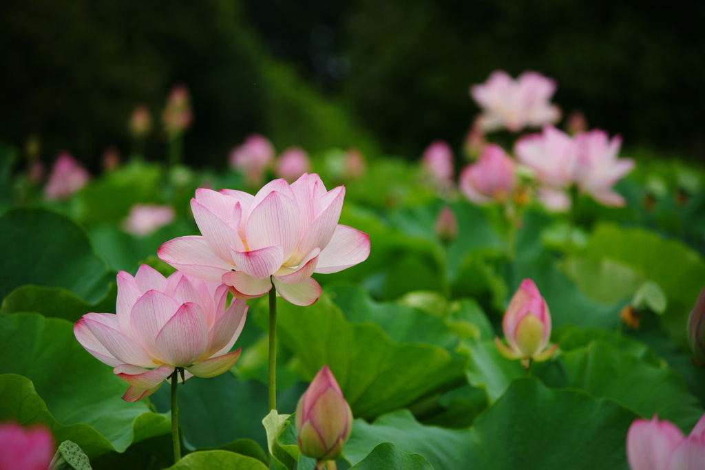 お出かけ(94)-1（花蓮＠古河公方公園）