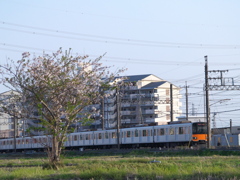 お写ん歩(117)-1（桜×電車）