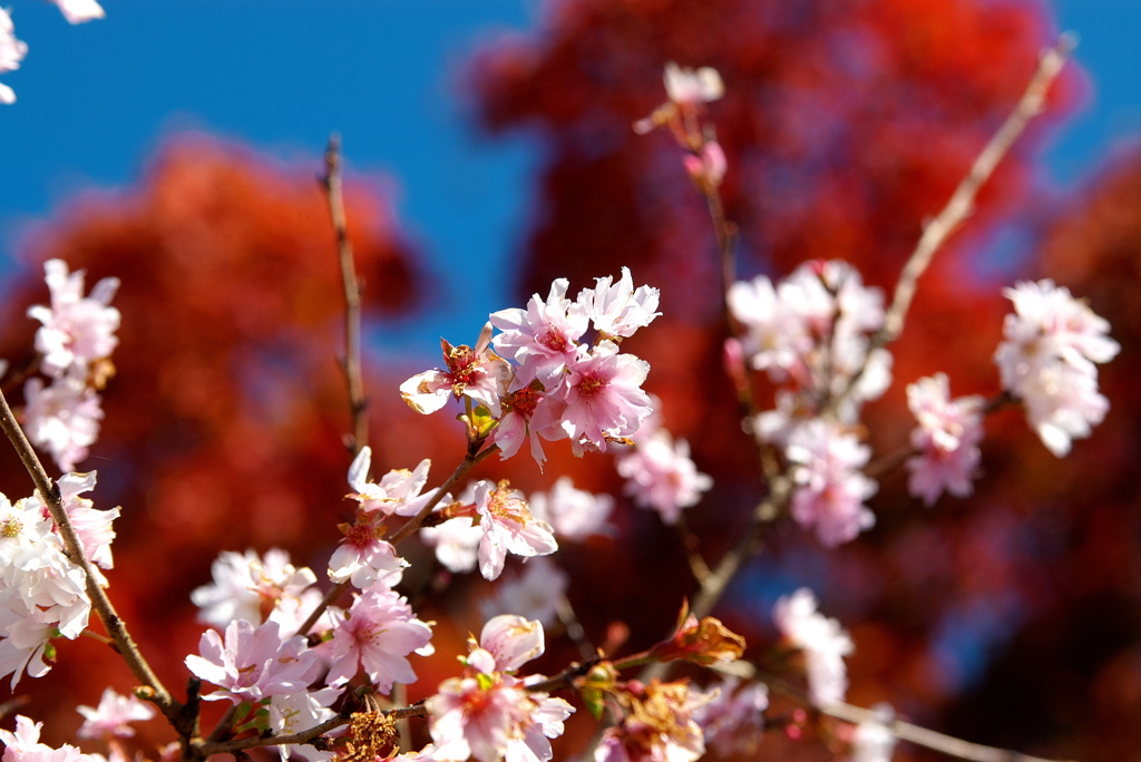 お出かけ(51)-2（冬桜×紅葉＠桜山公園）