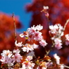 お出かけ(51)-2（冬桜×紅葉＠桜山公園）