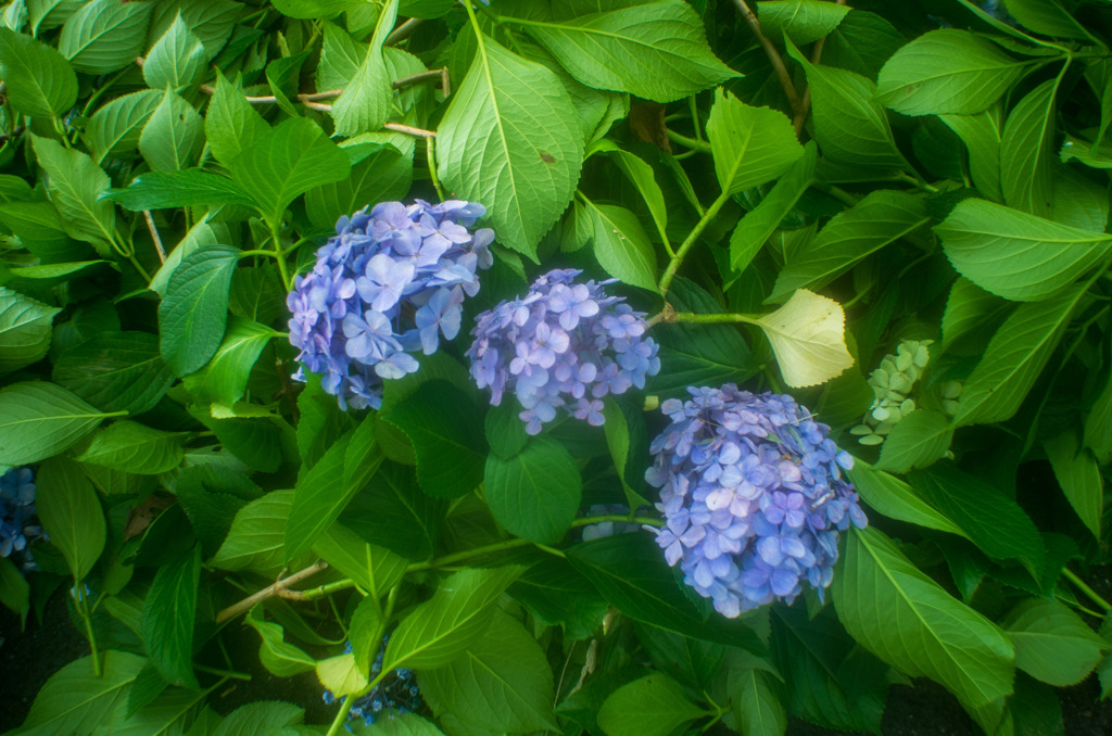 お出かけ(92)-1（紫陽花@幸手権現堂桜堤）