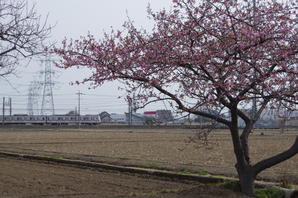 お写ん歩(76)-1（電車×桜？）