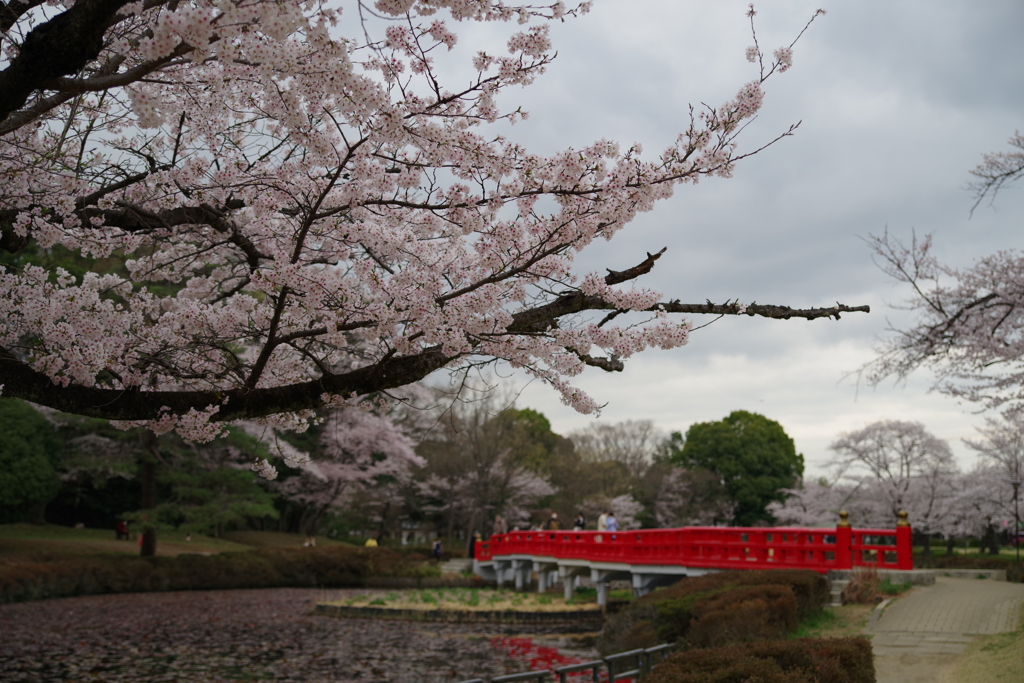 お写ん歩(82)-2（桜×橋）