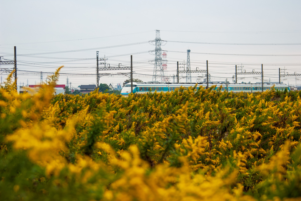お写ん歩(20)-1（草花×電車）