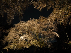 お出かけ(225)-1（しだれ桜×ライトアップ@六義園）