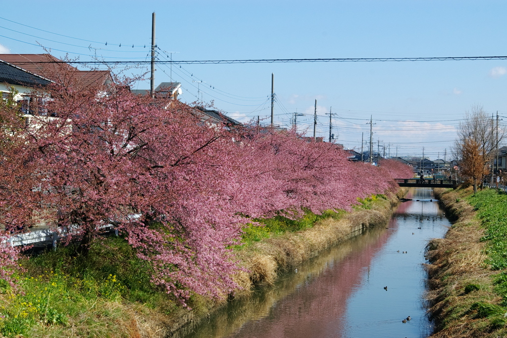 お出かけ(220)-4（河津桜@青毛堀川）