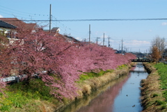お出かけ(220)-4（河津桜@青毛堀川）