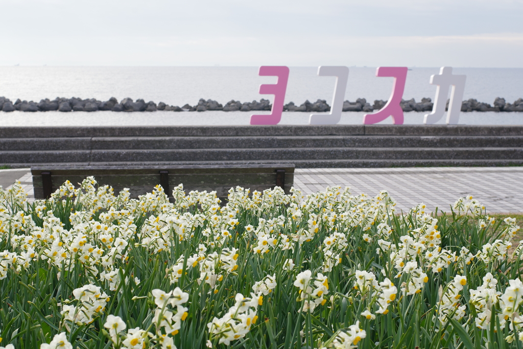 お出かけ(209)-1（水仙@野比海岸）