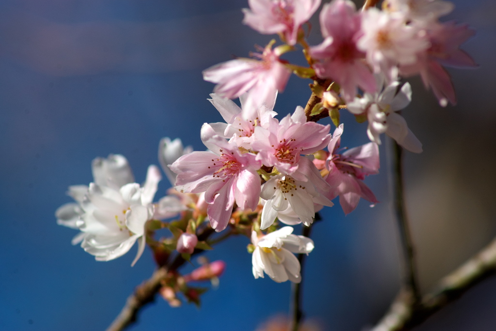 お出かけ(51)-3（冬桜＠城峯公園）
