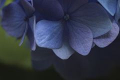 紫陽花