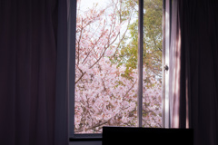 窓桜