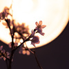 桜咲く