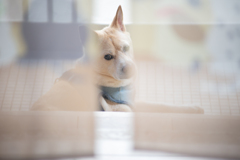 愛犬