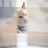 愛犬
